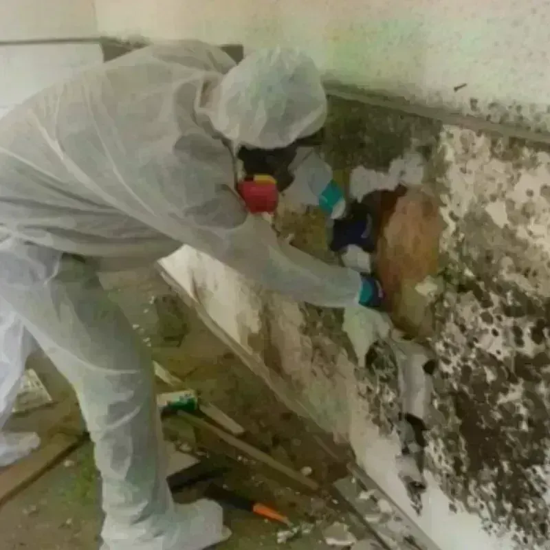 Mold Remediation and Removal in Stanleytown, VA